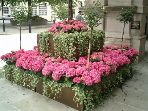fiore.jpg